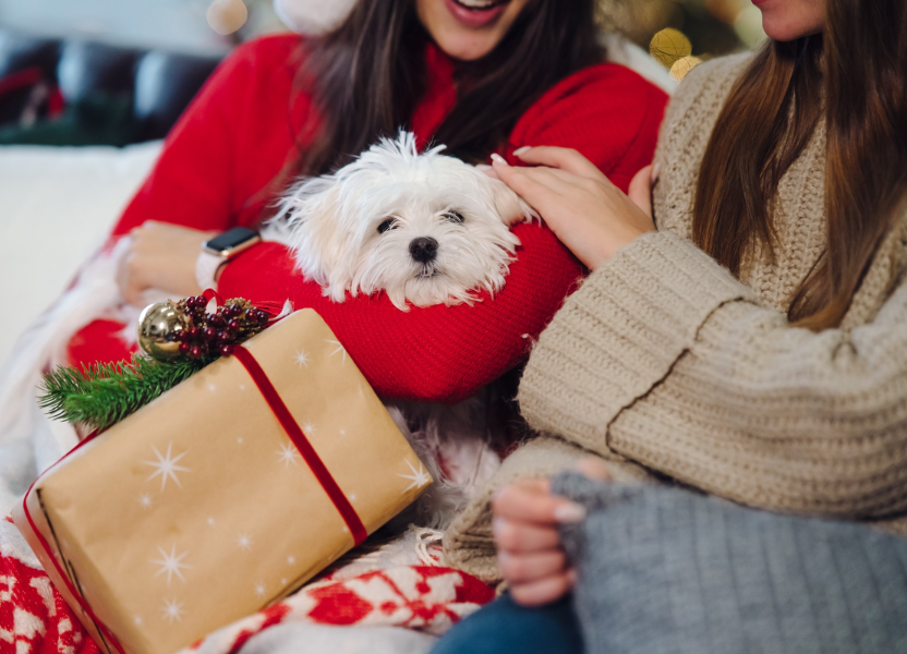 Best Custom Pet Gifts for Pet Lovers and Pet Owners